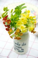Primula veris 'Sunset Shades' Narcisse 'Minnow' et Euphorbia dans un pot recyclé