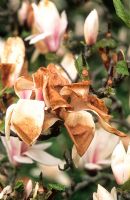 Dommages causés par le gel aux fleurs de magnolia