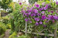 Treillis rustique avec clématite grimpante pourpre avec des fleurs à profusion, emballé dans un jardin de cottage anglais idyllique, à Grafton Cottage, NGS, Barton-under-Needwood Staffordshire