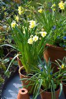 Bulbes de printemps en pot mixte sur table, y compris Narcisse 'Minnow' et Muscari - Jacinthe de raisin