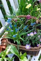 Panier de bulbes de printemps en pot sur banc - Fritillaria meleagris, Muscari 'Blue Magic', Anemone blanda, Narcisse 'Minnow'