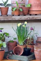 Rempotage des bulbes de printemps dans des pots en terre cuite d'époque - Narcisse 'Minnow', Fritillaria meleagris