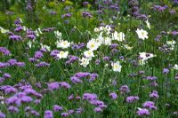 Verbena bonariensis avec Anemone x hybrida 'Honorine Jobert' - Les jardins perdus d'Heligan à Cornwall