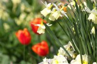 Narcisse 'Silver Segovia' et Alto en pot. Tulipes rouges au-delà. Le Teagarden est une combinaison de jardin modèle, boutique de jardin et salon de thé à Weesp, en Hollande.