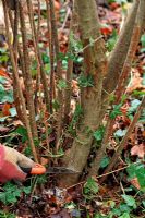 Corylus avellana - élagage de la tige la plus ancienne à la base de l'arbuste avec une scie d'élagage