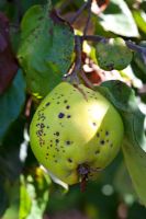 Coing malade sur arbre Cydonia oblonga 'Portugal' - Coing