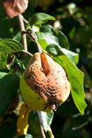 Coing malade et pourri sur arbre Cydonia oblonga 'Portugal' - Coing