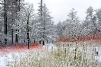 Parterres de Salix et Cornus recouverts de neige au Jardin d'hiver en février, Valley Gardens Windsor