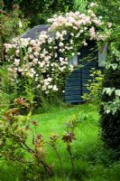 Eastgrove Cottage garden - Ancienne maison Wendy avec Rosa 'Phyllis Bide'