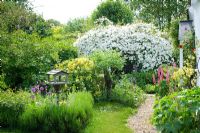 Jardin devant chalet avec chemin de gravier, Alliums, table d'oiseaux, Choisya ternata 'Sundance' et Clematis montana. Wild Rose Cottage, Lode