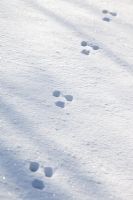 Traces de lapin dans la neige