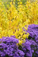 Aster amellus 'Veilchenkonigin' ou 'Violet Queen' et Cornus sanguinea 'Midwinter Fire' - Bressingham Gardens, Norfolk