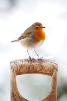 Robin perché sur une poignée de fourche de jardin avec de la neige