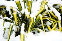 Yucca flaccida 'Golden Sword' recouvert de neige