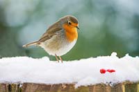 Robin perché sur un tronc d'arbre couvert de neige
