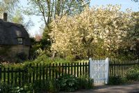 Prunus en fleurs - Cerisier dans un jardin de cottage anglais. Chaumière avec glycine et palissade avec Narcisse et porte blanche en avril