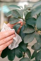 Essuyer la poussière sur les plantes d'intérieur à feuilles épaisses