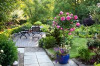 Jardin de campagne avec Rosa 'Leonardo da Vinci' cultivé comme standrad en pot émaillé