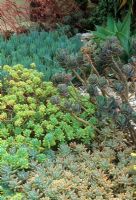 Jardin sec planté d'Echeveria, Crassula, Sedum lydium et Agave. Moolap, Victoria