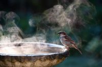 Passer Domesticus - Moineau domestique mâle sur un bain d'oiseaux sur un matin froid et ensoleillé dans un jardin anglais, UK