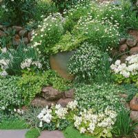 Jardin de rocaille avec plantation sur le thème blanc d'Erigeron, Primula et Soleirolia soleirolii - Baby Tears, Mind your Own Business