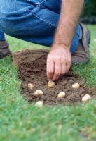 Planter des bulbes dans une pelouse. Poussez les bulbes dans le sol meuble en les tordant légèrement jusqu'à ce que la pointe de chacun soit au niveau de la surface du sol et que la base soit entièrement en contact avec le sol.