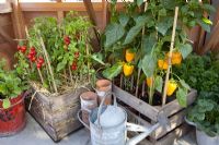 Capsicum annuum - Poivrons et Lycopersicum - Tomates en pots, RHS Chelsea Flower Show 2010