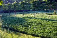 Tilia cordata - Tilleuls en espalier plantés de Trifolium repens - pelouse de trèfle blanc. Jardin Spencers, NGS Essex