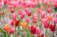 Tulipa 'China Pink' et Tulipa 'Ballerina'