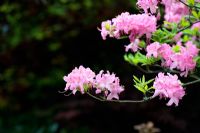 Rhododendron prinophyllum 'Marie Hoffman' sur un fond sombre