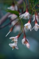 Styrax japonicum 'Pink Chimes' - Snowbell