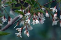 Styrax japonicus 'Pink Chimes' - Snowbell