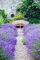Le potager clos de murs avec Lavandula angustifolia 'Munstead' et la figue poussant contre le mur - Sedbury Park Secret Garden, Orchard House, Sedbury Park, Monmouthshire