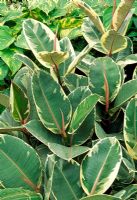 Ficus elastica doescheri - Usine d'hévéa panachée