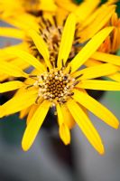 Ligularia dentata 'Britt Marie Crawford' - Fleurs de séneçon doré