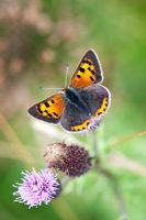 Lycaena phlaeas - Petit papillon en cuivre