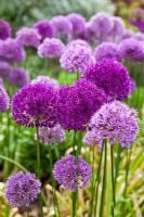 Allium hollandium 'Purple sensation'