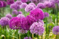 Allium hollandium 'Purple sensation'
