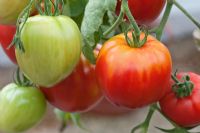 Tomates 'Fleurette'
