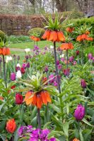 Fritillaria imperialis, Tulipa 'Purple Prince', Tulipa 'Purple Rain', Tulipa 'Jan Reus', Tulipa 'Ronaldo', Tulipa 'Cream Perfection'