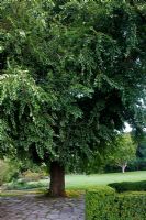Ulmus - orme, Den Haag Coronation Garden, le plus grand spécimen du Royaume-Uni, Preston Park, Brighton, Angleterre