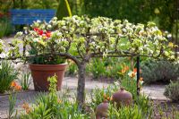 Jardin potager au printemps avec Pyrus communis en espalier 'Bonne Louise d ' Avranches' - Poirier