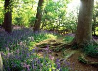 Hyacinthoides non-scripta - Bluebell Wood au Coton Manor