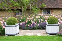 Jardinières style Versailles avec Buxus - Balles en rose et Lavande à pied. Rosa 'Bonica' et Lavandula 'Hidcote '. High Canfold Farm, Surrey