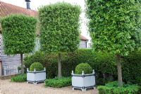 Quercus ilex - Piliers en chêne vert sous-plantés en Buxus - Box. Boules topiaires Buxus dans des jardinières Versailles. Entrée du parking de gravier à High Canfold Farm, Surrey