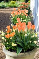 Rangée de pots de printemps - Tulipa 'Orange Emperor' et Narcissus 'Minnow'