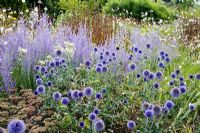 Echinops ritro 'Veitch's Blue' avec Perovskia atriplicifolia 'Little Spire' et Sedum 'Matrona' au RHS Gardens Wisley