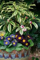 Parfum et couleur pour la fin de l'hiver et le début du printemps dans un pot en céramique - Daphne odora 'Rebecca' avec Primula 'Midnight' et Primula 'Stonewash'