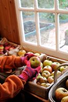 Jardinière dans un hangar, trier des pommes saines pour l'entreposage d'hiver, octobre