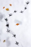 Empreintes d'oiseaux dans la neige